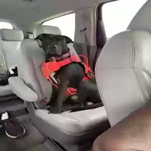 lost male dog bane