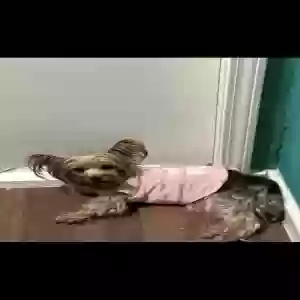 lost female dog princess
