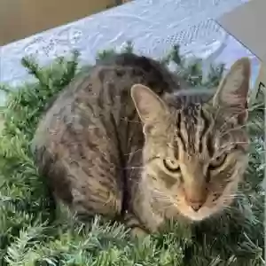 lost male cat pancho