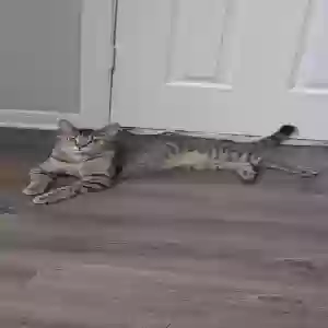 lost male cat bradley