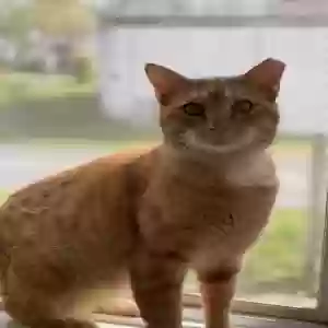 lost male cat unknown