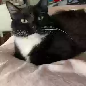 lost female cat spliffy