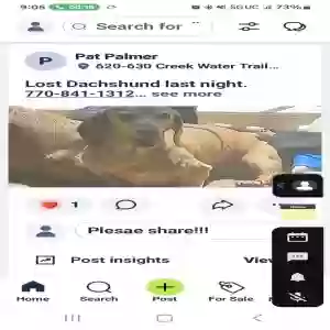 lost male dog toby