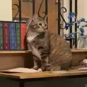lost female cat pinky
