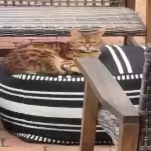 lost female cat jasmine