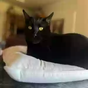 lost male cat venus (possibly pluto on microchip info)