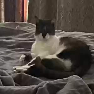 lost female cat miss kitty