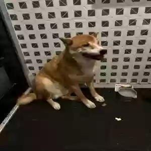 lost male dog rocky