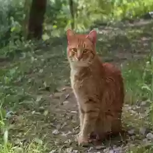 found male cat unknown