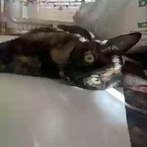 lost female cat mimi