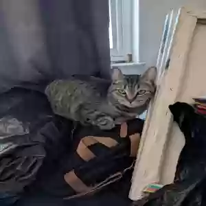 lost female cat lucy