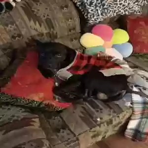 lost male dog peanut