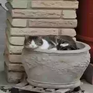 lost female cat dodo