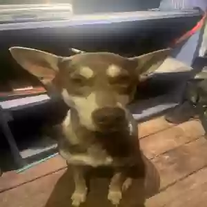 lost female dog darby