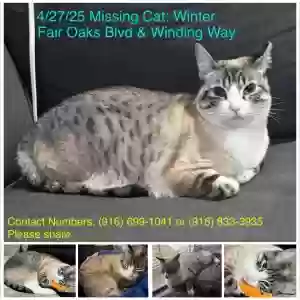 lost female cat winter