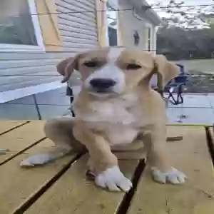 lost female dog cinnamon