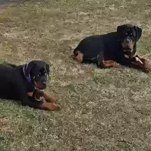 lost male dog ruger and maggie