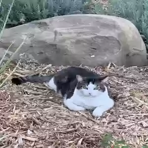 lost male cat teddy
