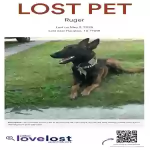 lost male dog ruger