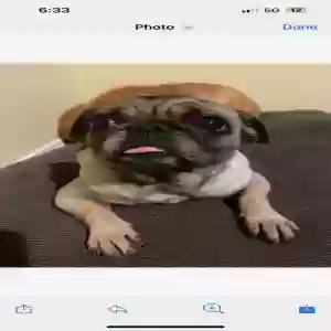 lost female dog roxy