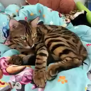 lost female cat teya