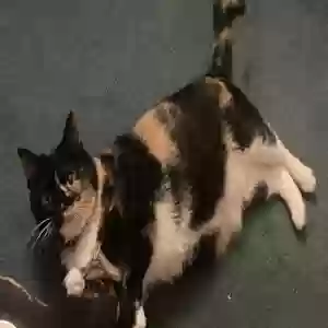 lost female cat arya
