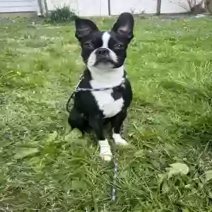 lost male dog tiny