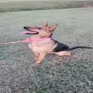 lost female dog camila