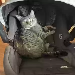 lost male cat george