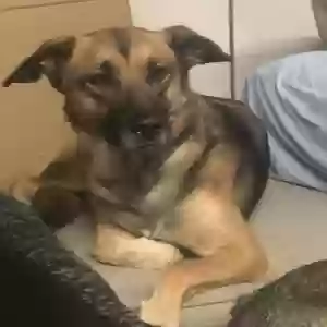 lost female dog luna k
