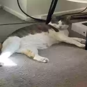 lost male cat apollo