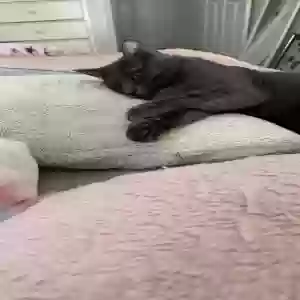 lost male cat smoke