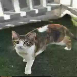 lost female cat tezcat or 