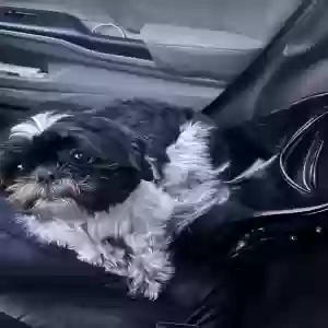 lost male dog oreo