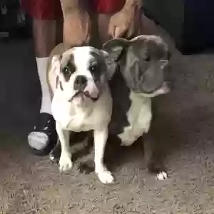 lost unknown dog mya & rocko