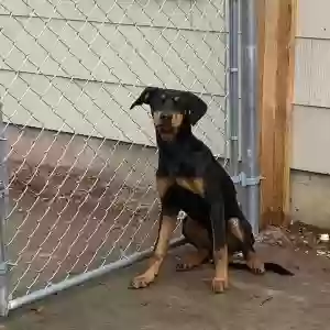 found male dog unknown
