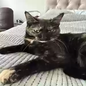 lost female cat toast
