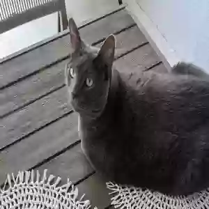 lost male cat barsik