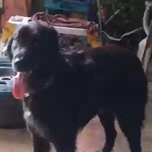 found male dog unknown