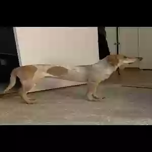 lost male dog sammie