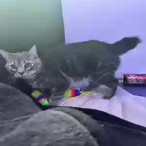 lost male cat unknown