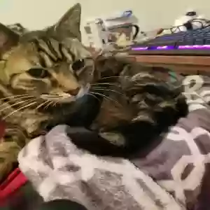 lost male cat momo