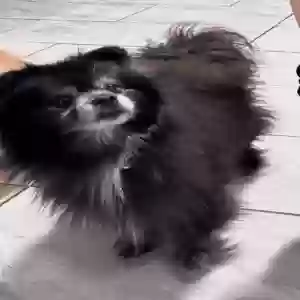 lost male dog kano