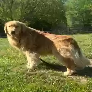 lost male dog beacon