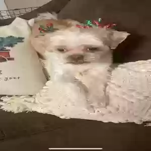 lost female dog lola