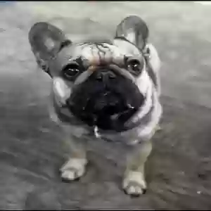 lost male dog figgie piggie (fig newton)