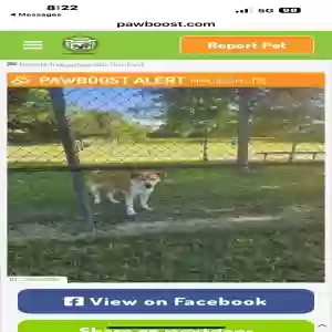 lost male dog baker