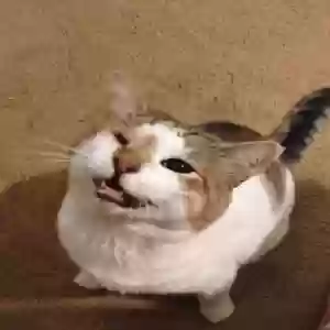 lost male cat jack