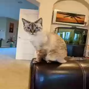 lost female cat coco