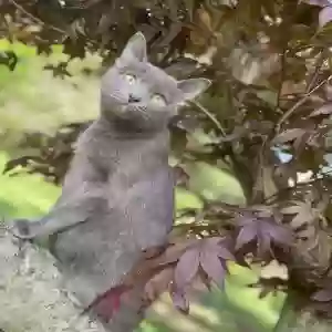 lost female cat laura